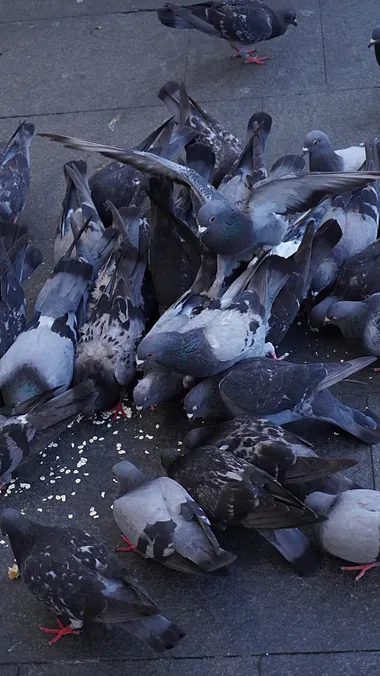 CH.04 Birds — 03