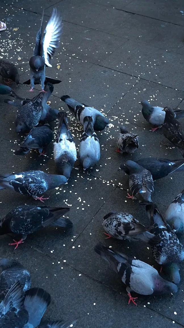CH.04 Birds — 05