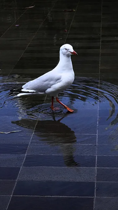 CH.04 Birds — 04