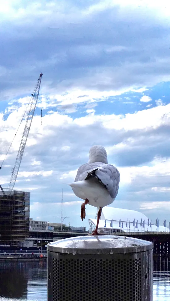 CH.04 Birds — 02